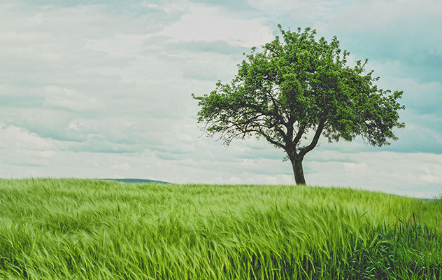 [Translate to Englisch:] Ein Baum auf einer Wiese als Symbol für Nachhaltigkeit